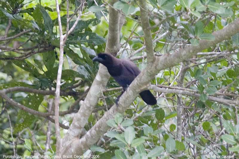 Purplish Jay (Cyanocorax cyanomelas) - Wiki; DISPLAY FULL IMAGE.