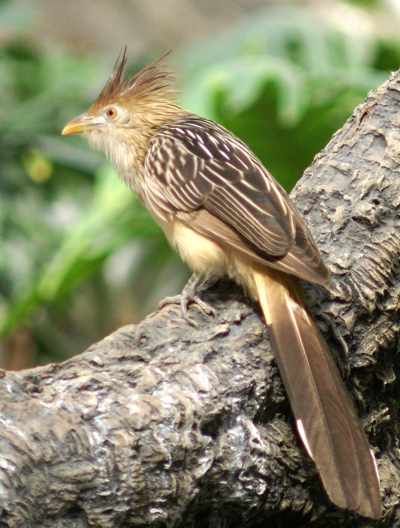 Guira Cuckoo (Guira guira) - Wiki; DISPLAY FULL IMAGE.