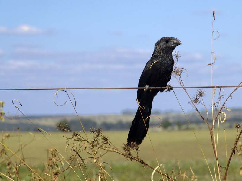 Smooth-billed Ani (Crotophaga ani) - Wiki; DISPLAY FULL IMAGE.