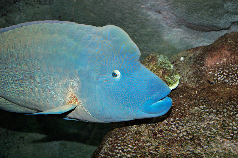 Humphead Wrasse (Cheilinus undulatus) - Wiki; DISPLAY FULL IMAGE.