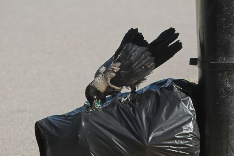 Crow (Family: Corvidae, Genus: Corvus) - Wiki; DISPLAY FULL IMAGE.