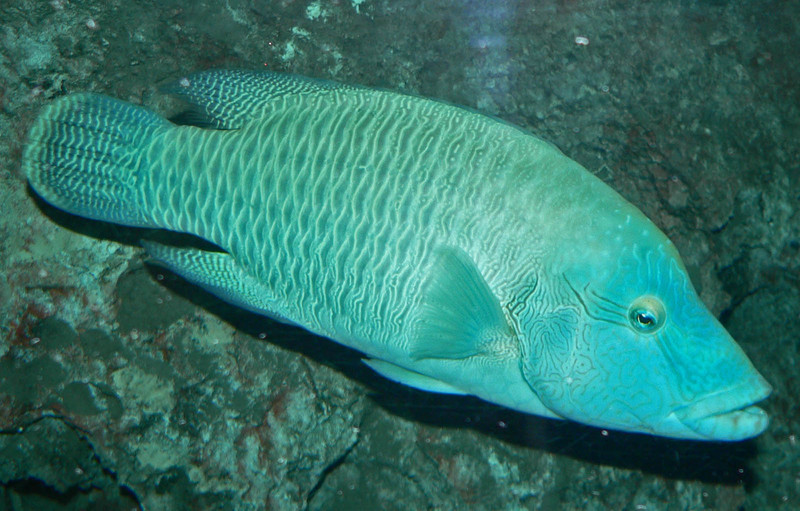 Humphead Wrasse (Cheilinus undulatus); DISPLAY FULL IMAGE.