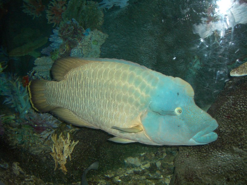 Humphead Wrasse (Cheilinus undulatus); DISPLAY FULL IMAGE.