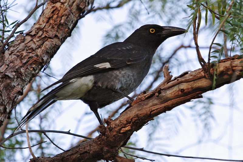 Pied Currawong (Strepera graculina) - Wiki; DISPLAY FULL IMAGE.