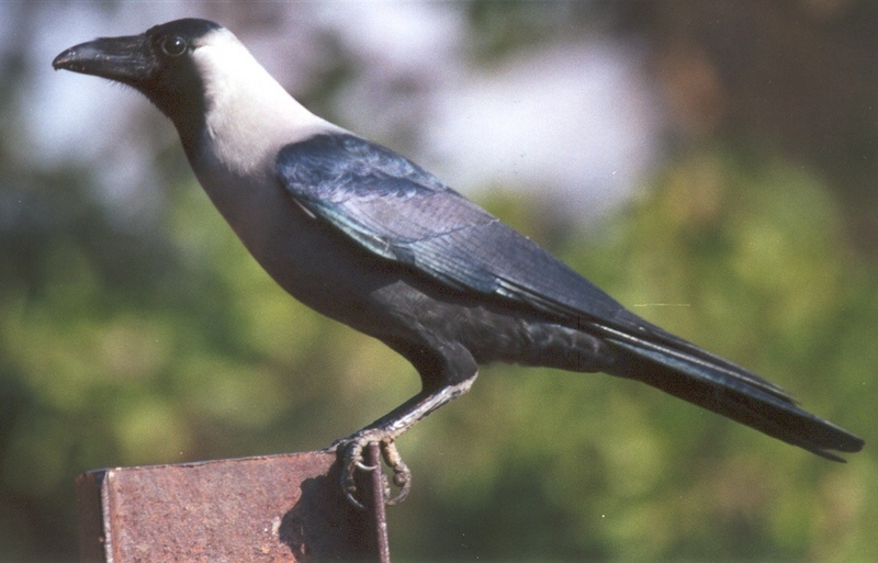 House Crow (Corvus splendens) - Wiki; DISPLAY FULL IMAGE.
