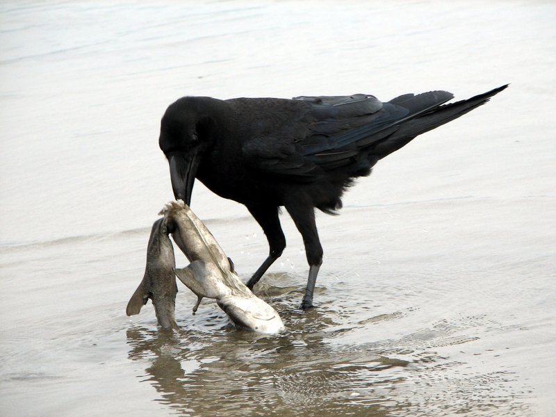 Jungle Crow (Corvus macrorhynchos) - Wiki; DISPLAY FULL IMAGE.