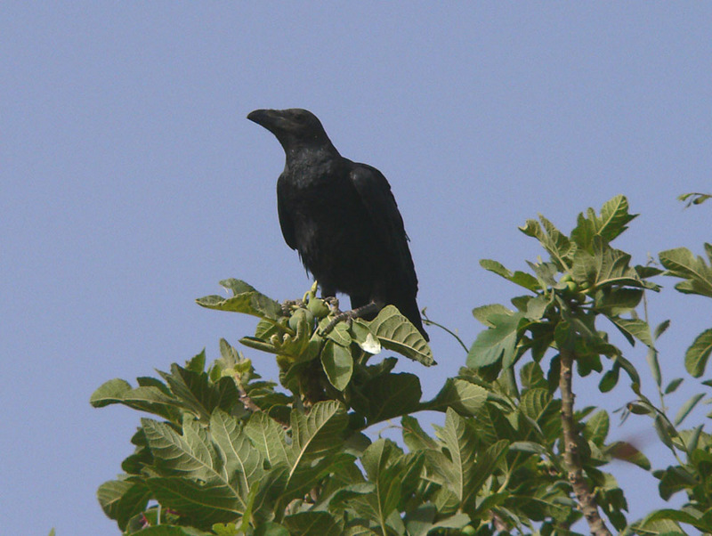 Brown-necked Raven (Corvus ruficollis) - Wiki; DISPLAY FULL IMAGE.