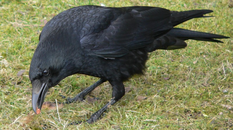 Carrion Crow (Corvus corone) - Wiki; DISPLAY FULL IMAGE.