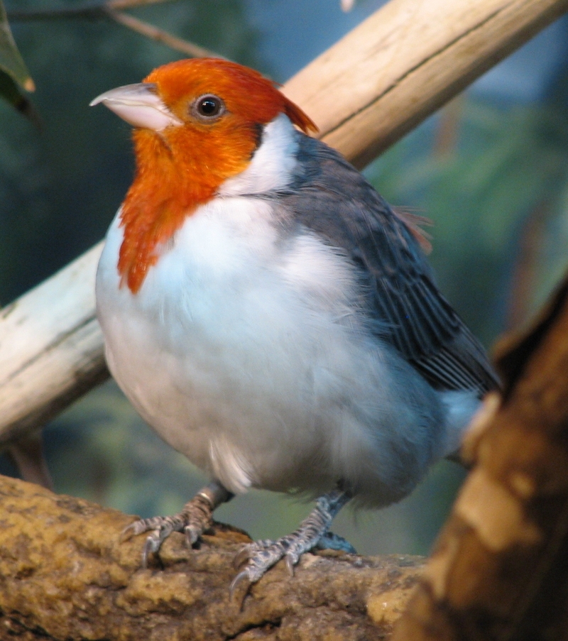 Red-crested Cardinal (Paroaria coronata) - Wiki; DISPLAY FULL IMAGE.