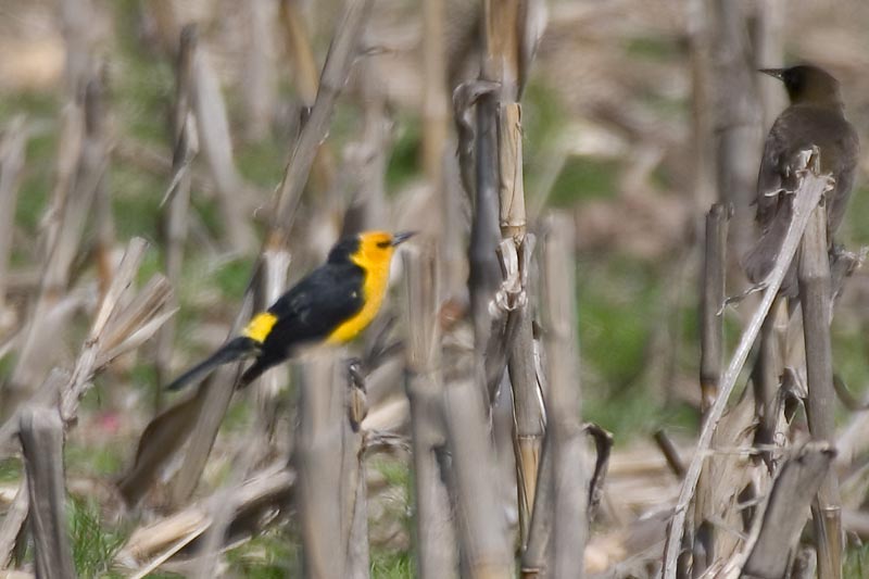 Saffron-cowled Blackbird (Xanthopsar flavus) - Wiki; DISPLAY FULL IMAGE.
