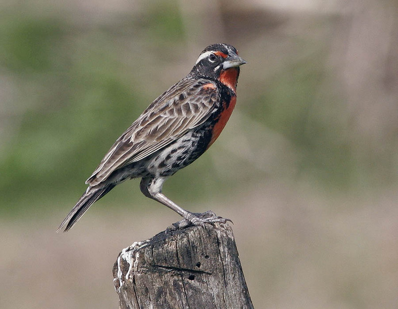 Peruvian Meadowlark (Sturnella bellicosa) - Wiki; DISPLAY FULL IMAGE.