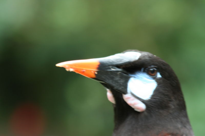 Montezuma Oropendola (Psarocolius montezuma) head; DISPLAY FULL IMAGE.