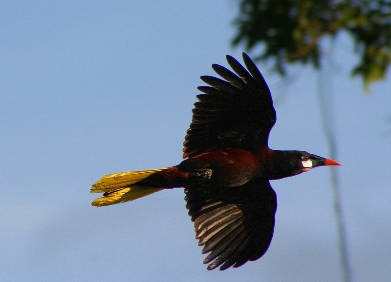 Oropendola (Genus: Psarocolius) - Wiki; DISPLAY FULL IMAGE.