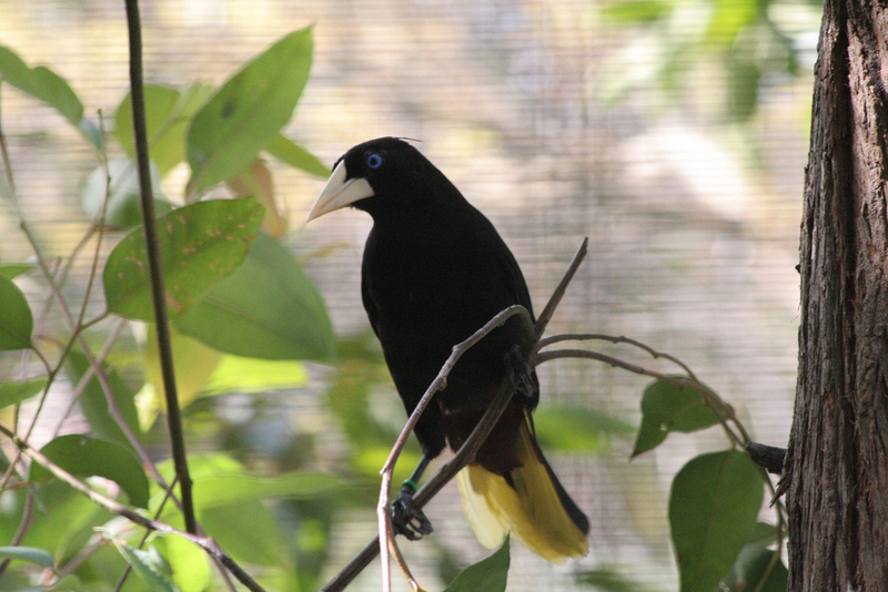 Crested Oropendola (Psarocolius decumanus) - Wiki; DISPLAY FULL IMAGE.