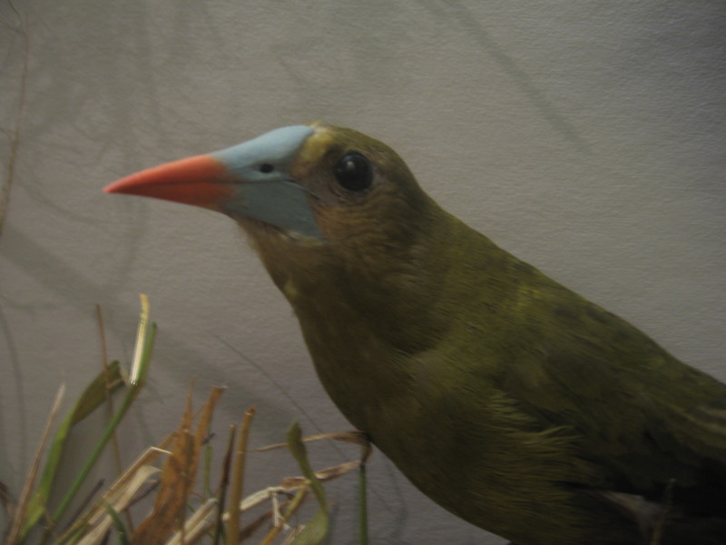 Olive Oropendola (Psarocolius yuracares) - Wiki; DISPLAY FULL IMAGE.