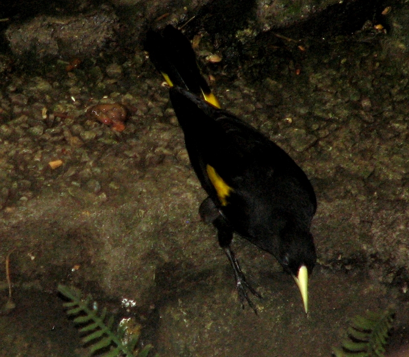 Yellow-rumped Cacique (Cacicus cela) - Wiki; DISPLAY FULL IMAGE.