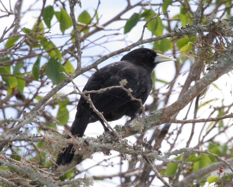Solitary Cacique (Cacicus solitarius) - Wiki; DISPLAY FULL IMAGE.