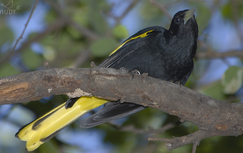 Yellow-winged Cacique (Cacicus melanicterus) - Wiki; DISPLAY FULL IMAGE.