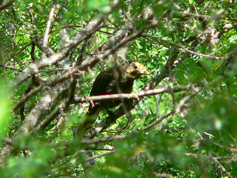 Dusky-green Oropendola (Psarocolius atrovirens) - Wiki; DISPLAY FULL IMAGE.