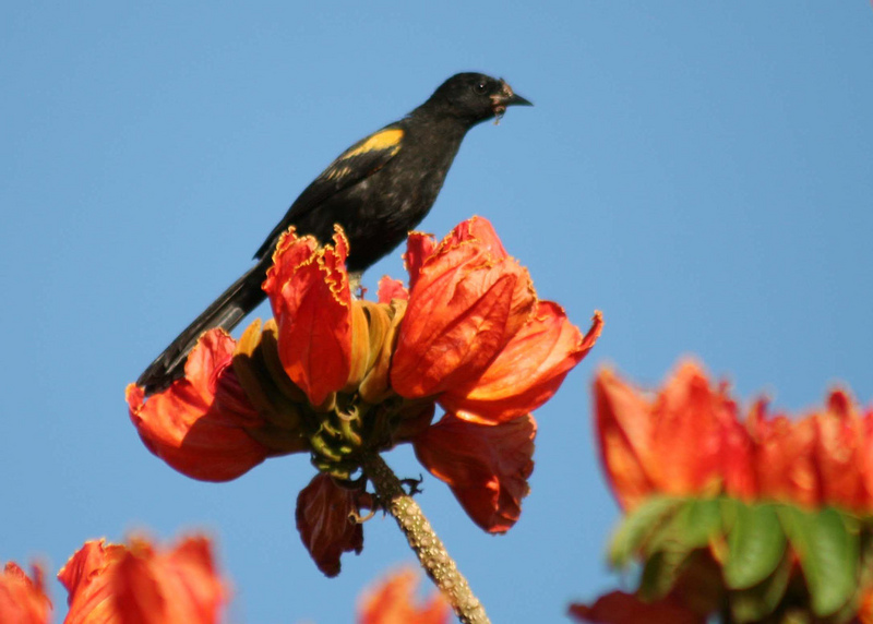Epaulet Oriole (Icterus cayanensis) - Wiki; DISPLAY FULL IMAGE.