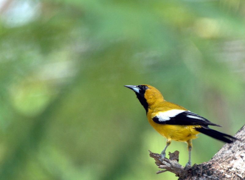 Jamaican Oriole (Icterus leucopteryx) - Wiki; DISPLAY FULL IMAGE.