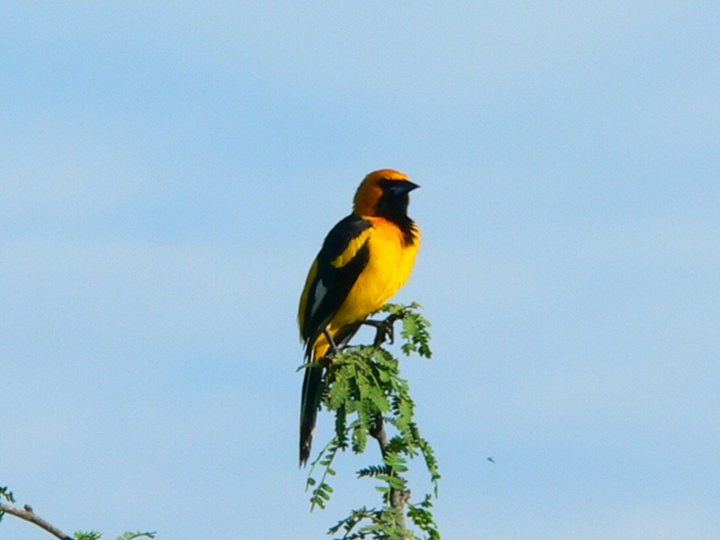 White-edged Oriole (Icterus graceannae) - Wiki; DISPLAY FULL IMAGE.