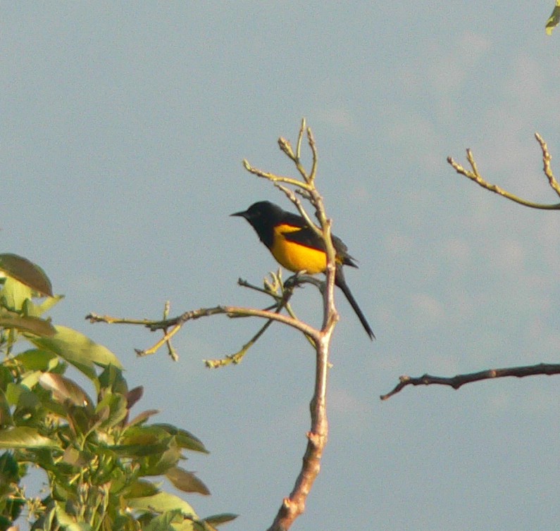 Black-vented Oriole (Icterus wagleri) - Wiki; DISPLAY FULL IMAGE.