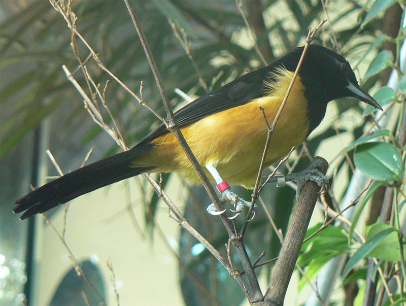 Montserrat Oriole (Icterus oberi) - Wiki; DISPLAY FULL IMAGE.