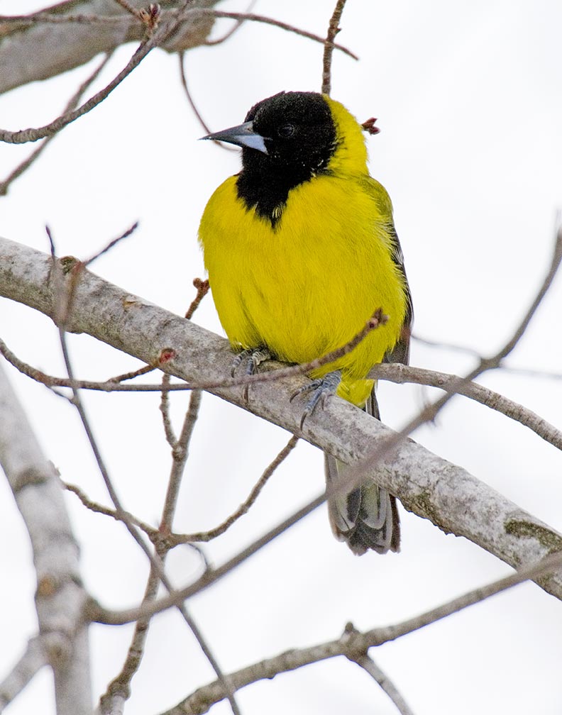 Audubon's Oriole (Icterus graduacauda) - Wiki; DISPLAY FULL IMAGE.