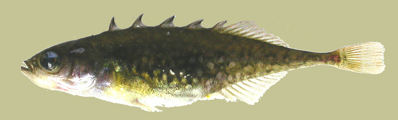 Brook Stickleback (Culaea inconstans); DISPLAY FULL IMAGE.