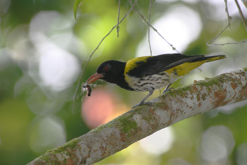 Dark-throated Oriole (Oriolus xanthonotus) - Wiki; DISPLAY FULL IMAGE.