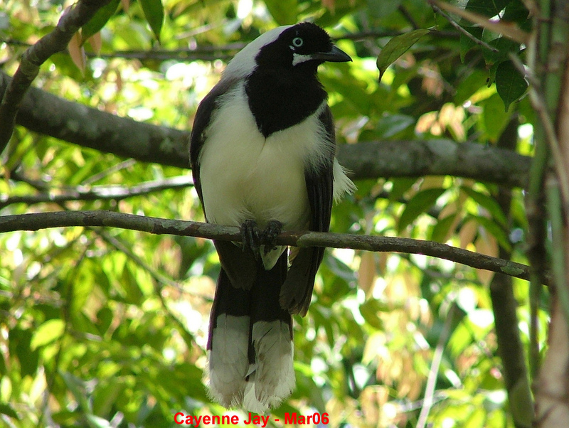 Cayenne Jay (Cyanocorax cayanus) - Wiki; DISPLAY FULL IMAGE.