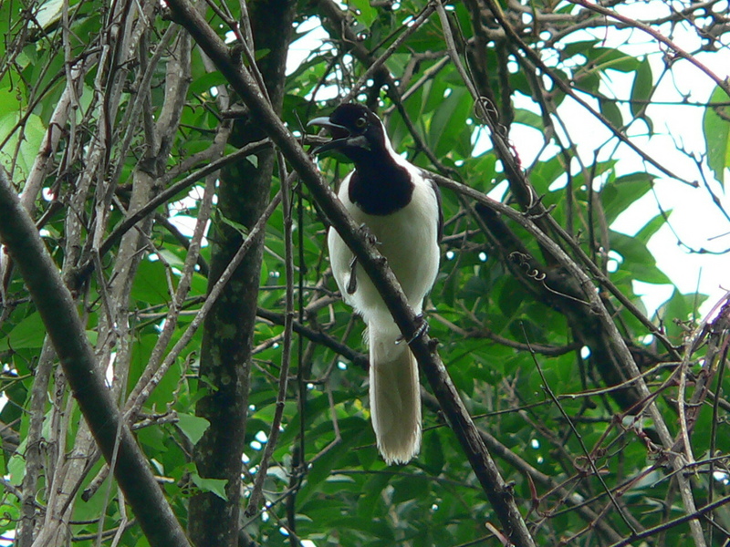 White-tailed Jay (Cyanocorax mystacalis) - Wiki; DISPLAY FULL IMAGE.