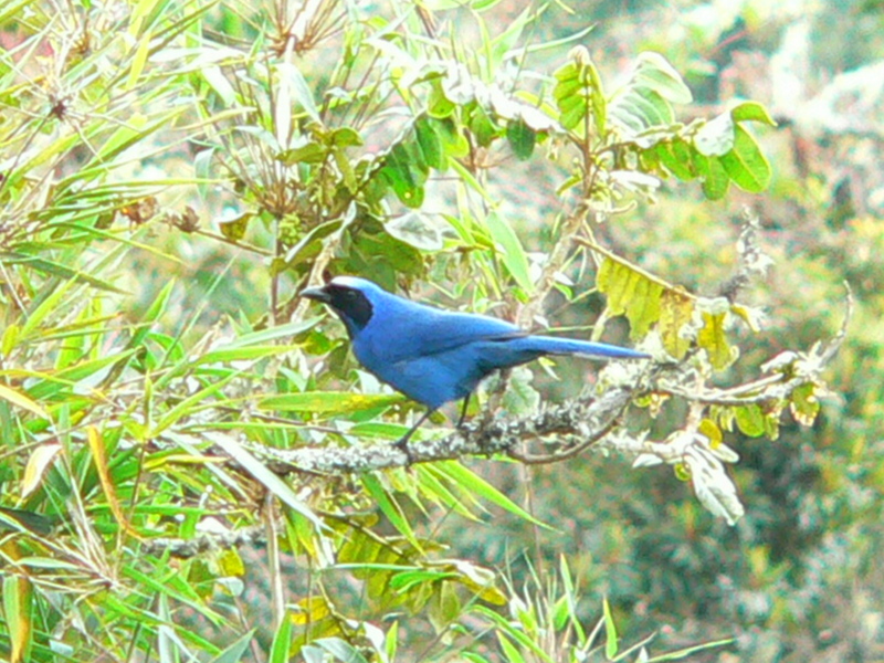 White-collared Jay (Cyanolyca viridicyanus) - Wiki; DISPLAY FULL IMAGE.