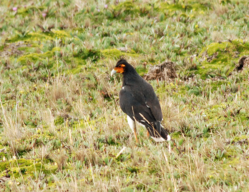 Carunculated Caracara (Phalcoboenus carunculatus) - Wiki; DISPLAY FULL IMAGE.