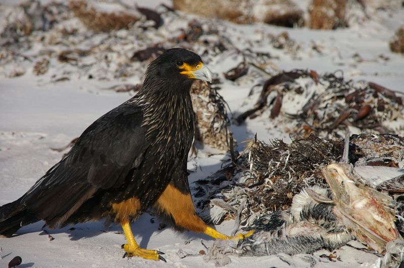 Striated Caracara (Phalcoboenus australis) - Wiki; DISPLAY FULL IMAGE.