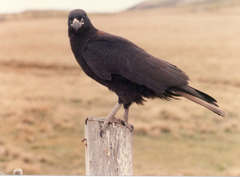 Striated Caracara (Phalcoboenus australis); DISPLAY FULL IMAGE.