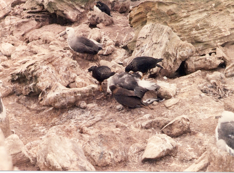 Striated Caracara (Phalcoboenus australis); DISPLAY FULL IMAGE.