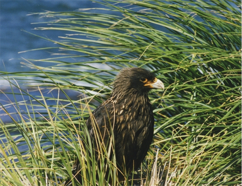 Striated Caracara (Phalcoboenus australis); DISPLAY FULL IMAGE.