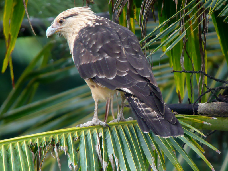 Yellow-headed Caracara (Milvago chimachima) - Wiki; DISPLAY FULL IMAGE.