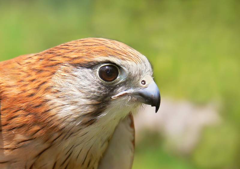 Australian or Nankeen Kestrel (Falco cenchroides) - Wiki; DISPLAY FULL IMAGE.