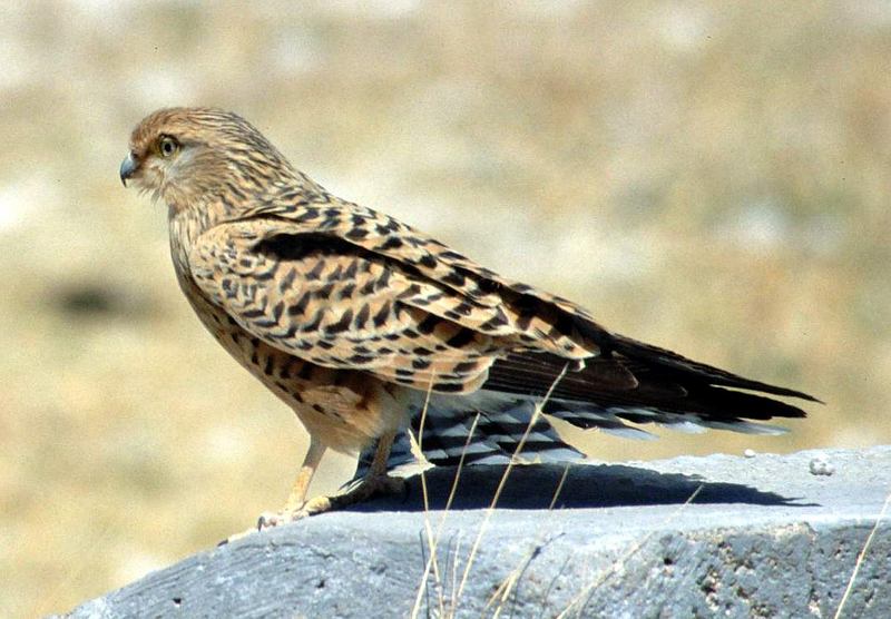 Greater Kestrel (Falco rupicoloides) - Wiki; DISPLAY FULL IMAGE.