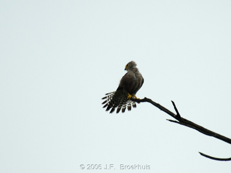 Dickinson's Kestrel (Falco dickinsoni) - Wiki; DISPLAY FULL IMAGE.