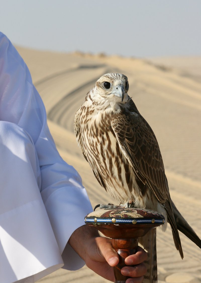 Falcon (Family: Falconidae) - Wiki; DISPLAY FULL IMAGE.