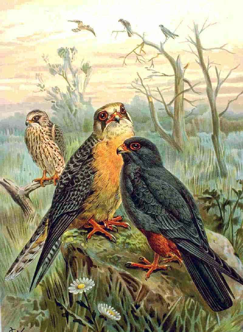 Red-footed Falcon (Falco vespertinus) - Wiki; DISPLAY FULL IMAGE.