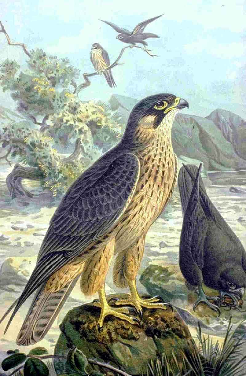 Eleonora's Falcon (Falco eleonorae) - Wiki; DISPLAY FULL IMAGE.