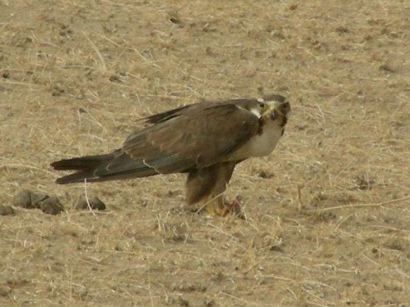 Laggar Falcon (Falco jugger), India; DISPLAY FULL IMAGE.