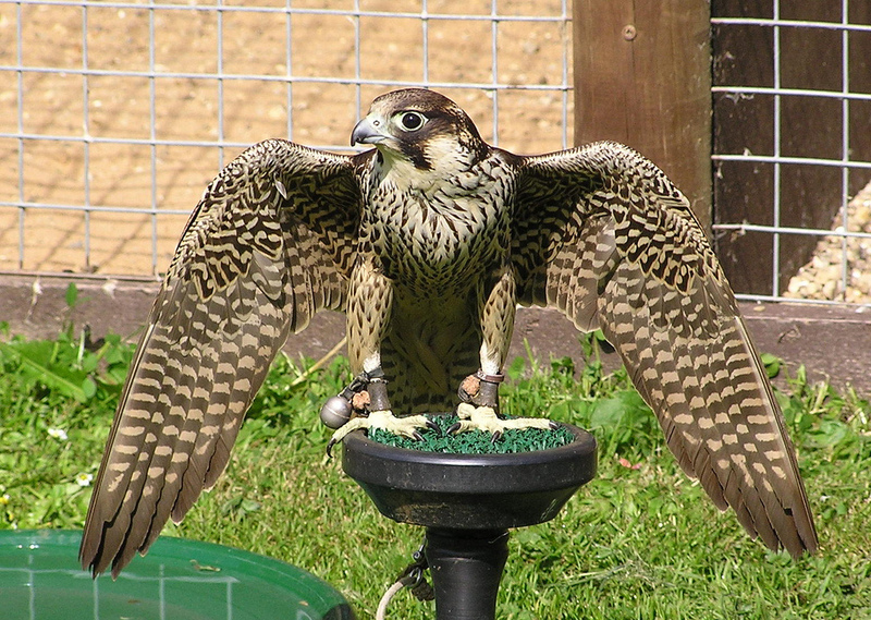 Barbary Falcon (Falco pelegrinoides) - Wiki; DISPLAY FULL IMAGE.
