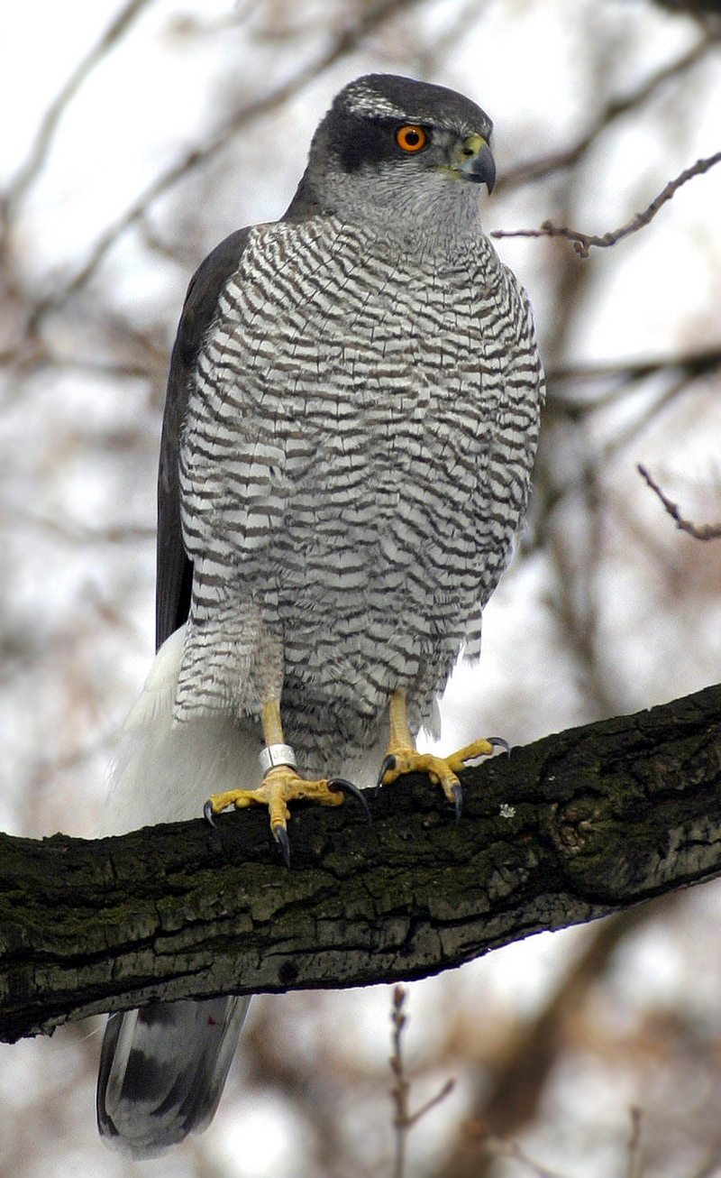 Goshawk species list; DISPLAY FULL IMAGE.