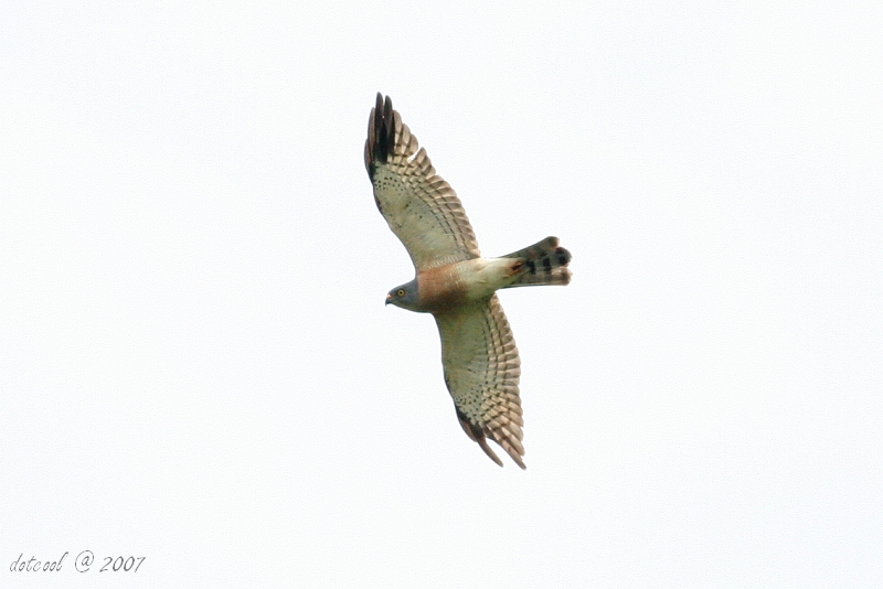 Chinese Goshawk (Accipiter soloensis) - Wiki; DISPLAY FULL IMAGE.